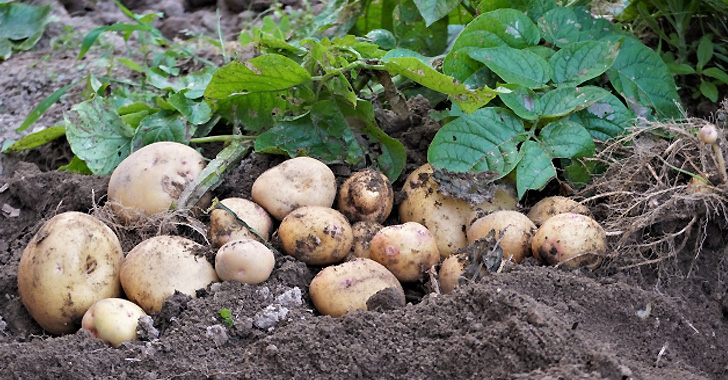 秋ジャガイモの育て方！種芋の植え付け時期は？ | 野菜の育て方・栽培方法 | 初心者向け野菜の育て方情報サイト！